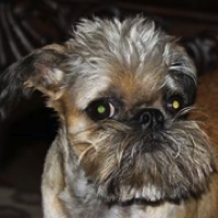 Brussels Griffon Rescue Adoptions