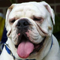 Ohio Bulldog Rescue - ADOPTIONS