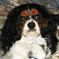 cavalier