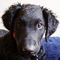 Curly-Coated Retriever Rescue ― ADOPTIONS