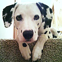 Deaf dalmatian hot sale rescue