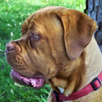 Dogue de Bordeaux Rescue ― ADOPTIONS