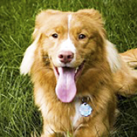 Nova Scotia Duck Toller Rescue ― ADOPTIONS