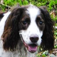 rescue springer english rescueme