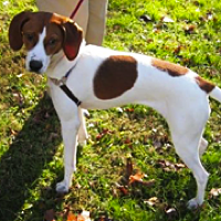 american foxhound rescue