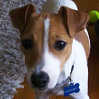 rescue jack russell
