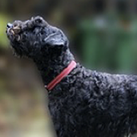 Lakeland terrier 2024 rescue midwest