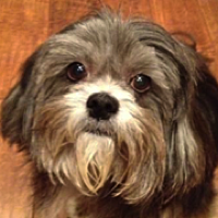 Lhasa Apso Rescue ― ADOPTIONS