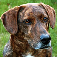 Mountain Cur Rescue ― ADOPTIONS