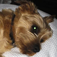 Norfolk Terrier Rescue Adoptions