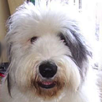 old english sheepdog rescue midwest