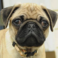 Pug fostering 2024 near me