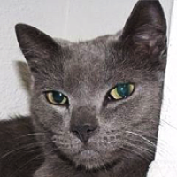 Russian blue store cats for rehoming