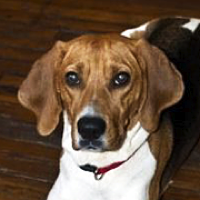 Treeing Walker Coonhound Rescue ― ADOPTIONS