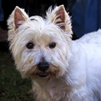 west highland terrier rehoming