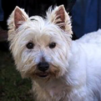 West highland white terrier adoption store near me