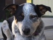Australian Cattle Dog Blog ― RescueMe.Org